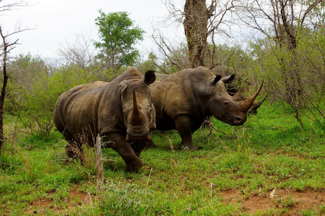 Marloth Park Hippo House Villa Eksteriør bilde